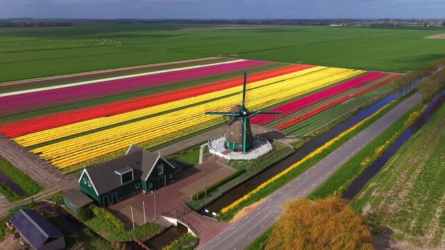 Aerial view of De Nachtegaal windmill and vibrant rows of blooming tulip fields under a clear sky in Middenbeemster, Noord-Holland, Netherlands.