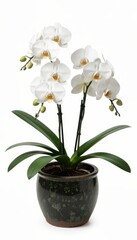 Fototapeta premium White Orchid Bloom in Elegant Ceramic Pot