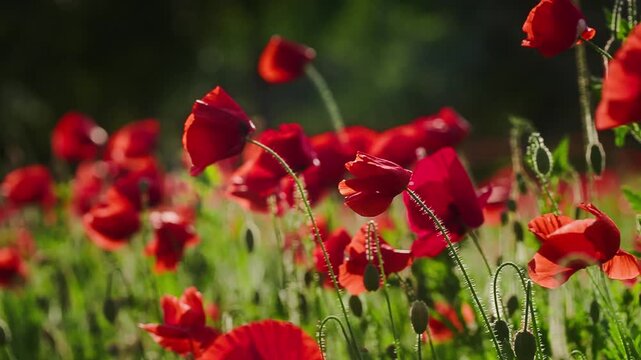 Field of red poppies in sunny meadow
