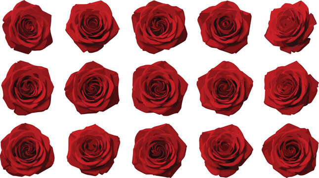Red rose flower heads collection featuring realistic blooming petals floral arrangements and decorative botanical design elements