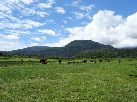 Buffaloes and Mount Meru in Arusha National Park in Tanzania