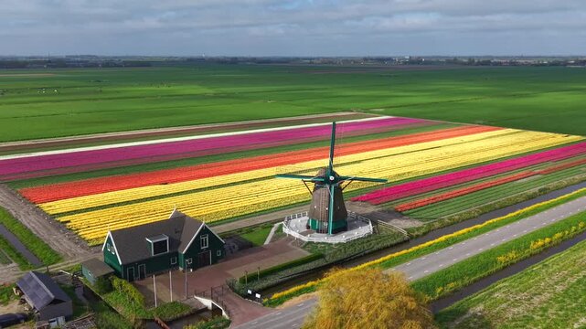 Aerial view of De Nachtegaal windmill standing beside vibrant rows of blooming tulip fields under a soft cloudy sky in Middenbeemster, Noord-Holland, Netherlands.