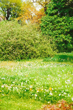 Peaceful countryside scenery with sunny meadow surrounded by forest
