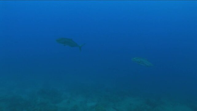 jackfish scenery underwater swimming mediterranean sea
