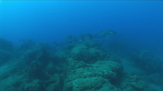 jackfish scenery underwater swimming mediterranean sea