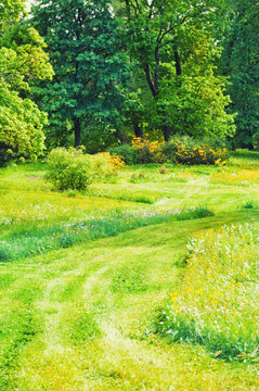 Peaceful countryside scenery with sunny meadow surrounded by forest