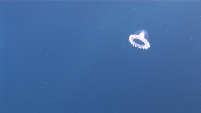 Turritopsis nutricula Turritopsis dohrnii Oceania O. armata immortal underwater closing jellyfish ocean scenery