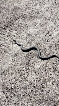 Viper snake moving through unpaved road in summer
