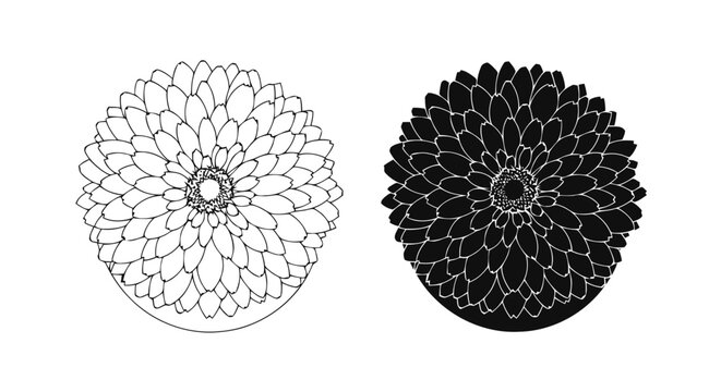 Vector illustration of hand drawn chrysanthemum flower head, floral element for design on a transparent background