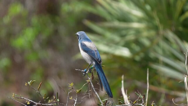 Bird perched on a branch in natural setting