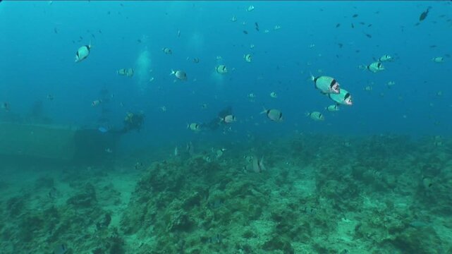 underwater fish scenery from mediterranean  sea breams ocean scenery underwater landscape seabreams  Diplodus sargus 