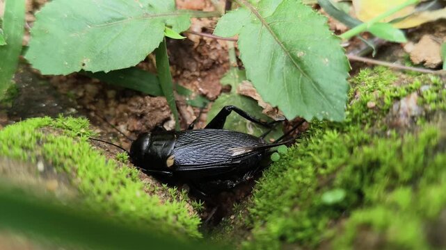 Gryllus bimaculatus. It&nbsp;is a species of&nbsp;cricket&nbsp;in the subfamily&nbsp;Gryllinae. Most commonly known as the&nbsp;two spotted cricket. This is the primary food source for insectivorous animals.
