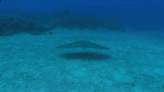 big gymnura stingray ray fish underwater swim on sand elegant and graceful ocean scenery 