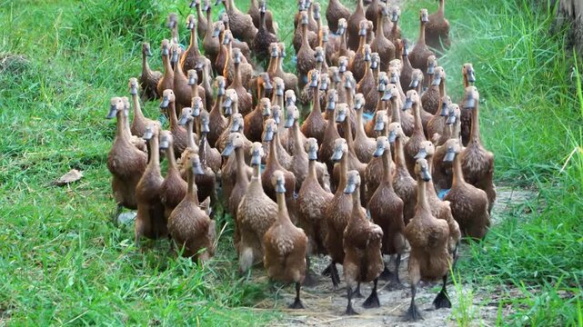 A large flock of brown domestic ducks (Anas platyrhynchos domesticus) walking and running on a dirt path, guided by a farmer near a grassy field in Indonesia, Southeast Asia.