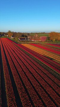 Aerial view of vibrant rows of red and pink tulip fields stretching toward a traditional thatched-roof farmhouse under a clear blue sky in Aartswoud, North Holland, Netherlands.