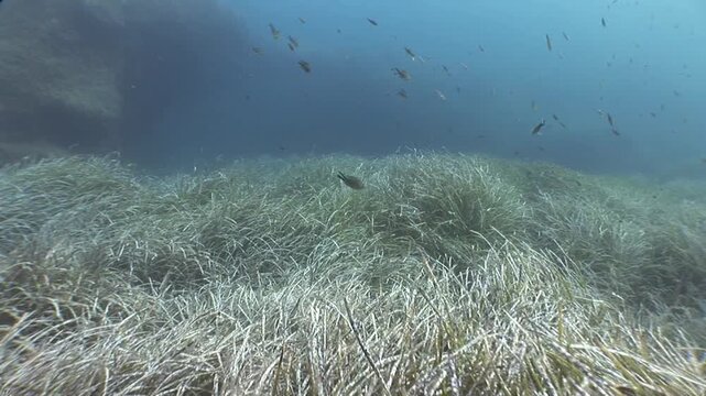 damsel fish school on sea grass moving together damselfish scenery in blue water underwater algae scubadivers to see