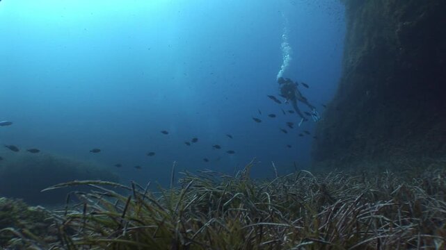 underwater scenery blue water damsel fish school ocean scenery mediterranean