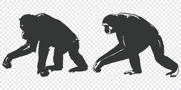 Minimalist flat vector graphic depicting two gorillas walking on all fours in black silhouette against a plain background.