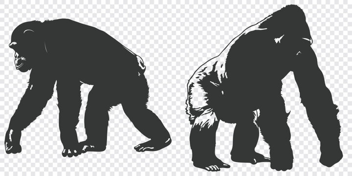 A minimalist flat vector illustration depicting two gorillas walking side by side in black silhouette against a plain background.
