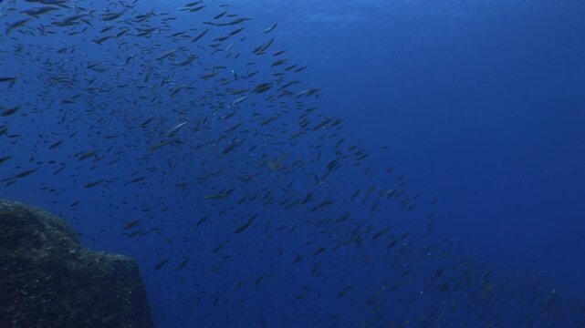 underwater scenery blue water damsel fish school ocean scenery mediterranean