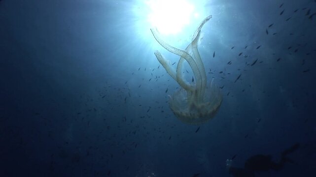 jellyfish scenery with long tentacles underwater moving slow and close sun beams and sun rays ocean scenery  mediterranean pelagia noctiluca
