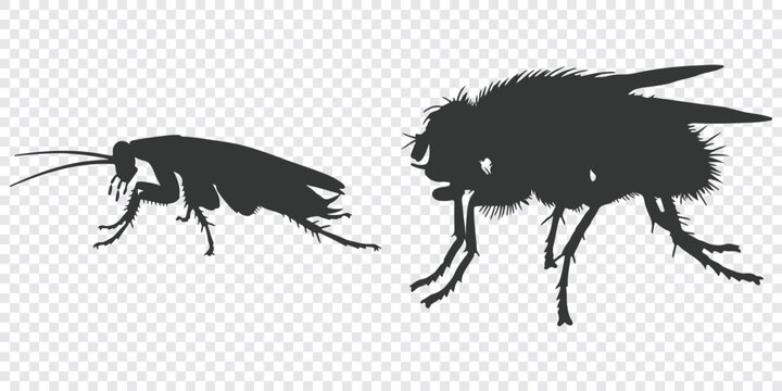 Minimalist flat vector graphic of two black houseflies facing opposite directions, designed with clean lines and solid fill.