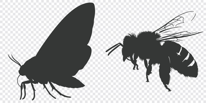 Black silhouette vector illustration of a moth and a bee in a flat graphic design style, with clear wing and body details.