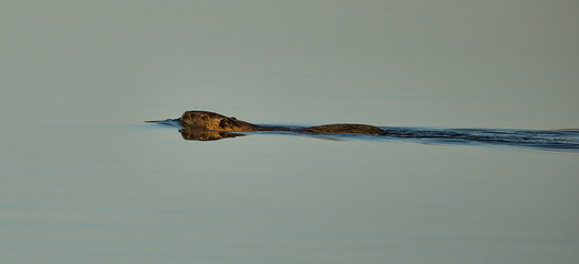 beaver floating in the lake © Jan