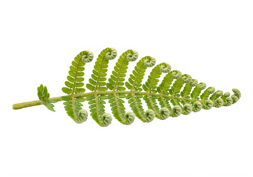 Bright green fern frond with unfurling fiddleheads isolated on a transparent background