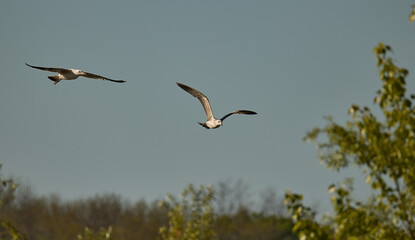 Obraz premium canadian gull in flight