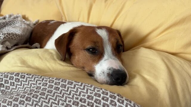 Cute Jack Russell Terrier dog laying on a yellow bed at home. Purebred puppy resting on the bed in the room