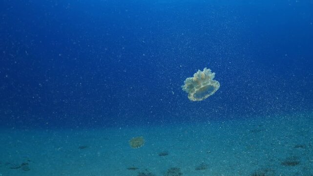 Cassiopea andromeda jellyfish underwater swim mediterranean sea jelly fish