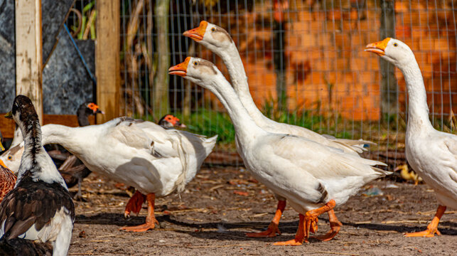 patos brancos