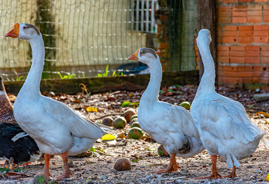 patos brancos de pesco&ccedil;o comprido
