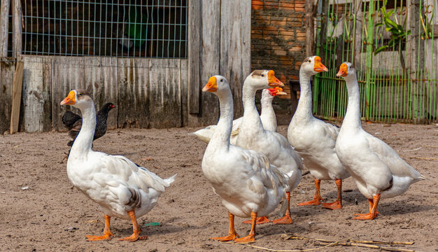 patos brancos com bicos amarelos