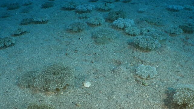 Cassiopea andromeda jellyfish group underwater mediterranean sea jelly fish