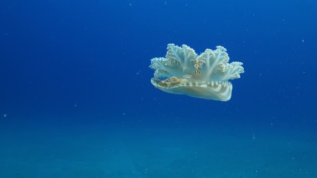 Cassiopea andromeda jellyfish underwater swim mediterranean sea jelly fish