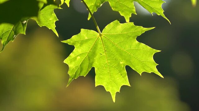  Green Maple Leaves Quivering in the Wind