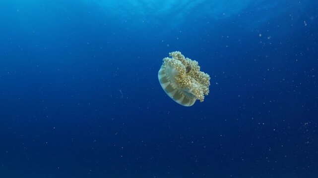 Cassiopea andromeda jellyfish underwater swim mediterranean sea jelly fish