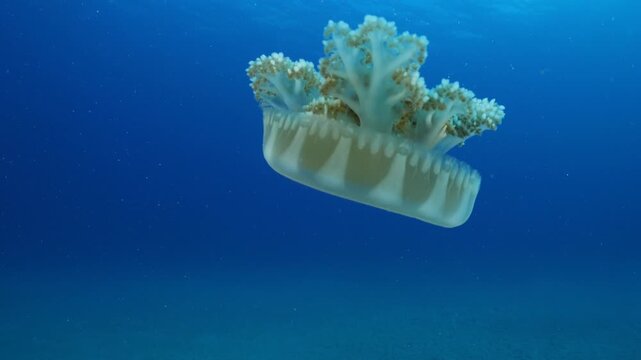 Cassiopea andromeda jellyfish underwater swim mediterranean sea jelly fish