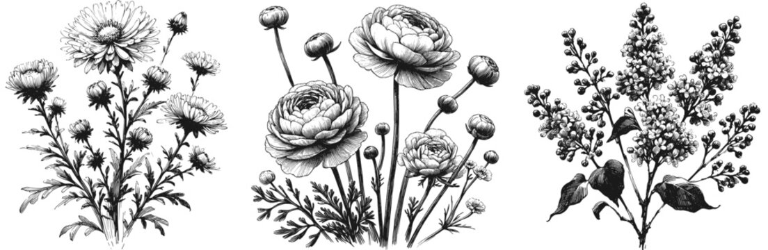 Line art sketch drawing of botanical illustration featuring three clusters of flowering plants: chrysanthemum-like blooms with lilac, ranunculus, aster vector svg