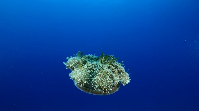 Cassiopea andromeda jellyfish underwater swim mediterranean sea jelly fish
