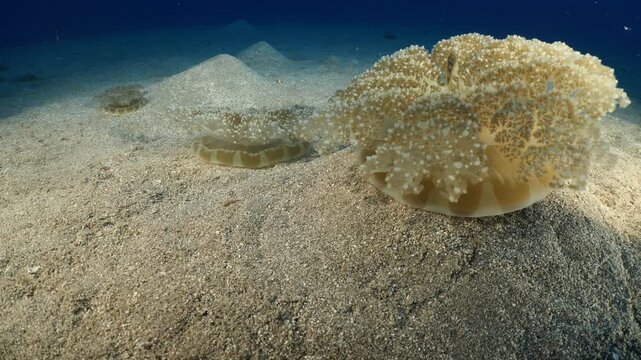 Cassiopea andromeda jellyfish group  underwater stand and move mediterranean sea jelly fish