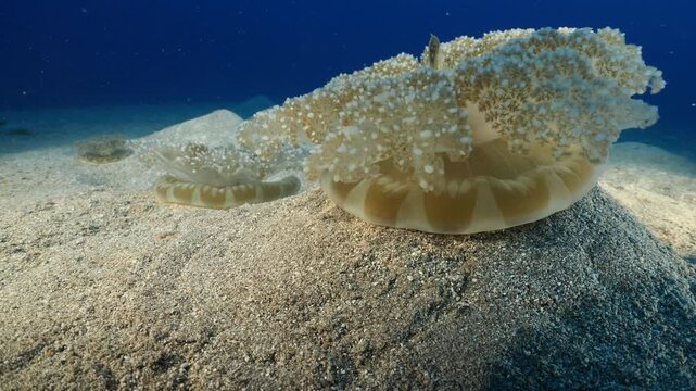 Cassiopea andromeda jellyfish group  underwater stand and move mediterranean sea jelly fish