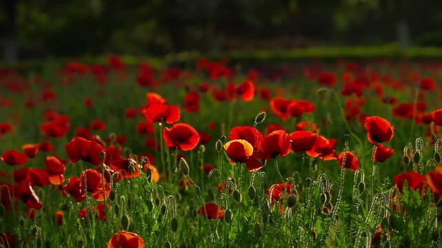 Dense red poppies in evening meadow