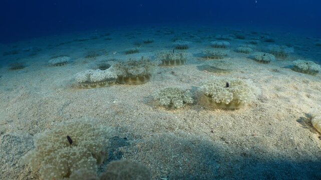 Cassiopea andromeda jellyfish group  underwater stand and move mediterranean sea jelly fish