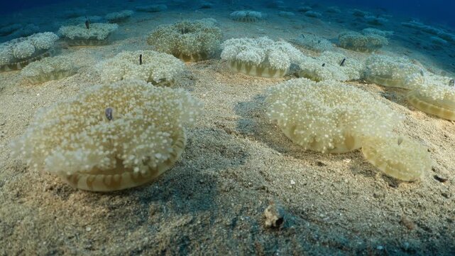 Cassiopea andromeda jellyfish group  underwater stand and move mediterranean sea jelly fish
