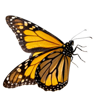 [Transparent Background PNG]Close-up Shot of a Monarch Butterfly on White Background