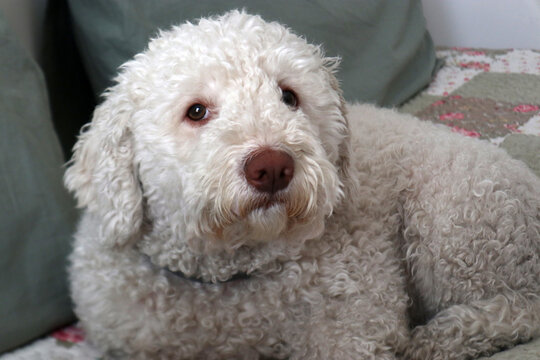 Ritratto in primo piano di un cane di razza Lagotto Romagnolo dal folto pelo riccio bianco e marrone chiaro disteso comodamente su un divano di casa