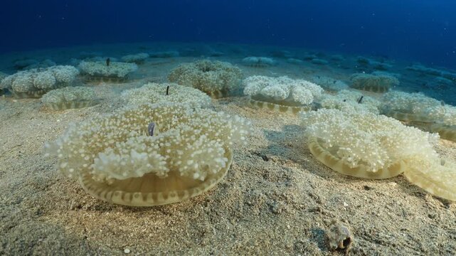Cassiopea andromeda jellyfish group  underwater stand and move mediterranean sea jelly fish